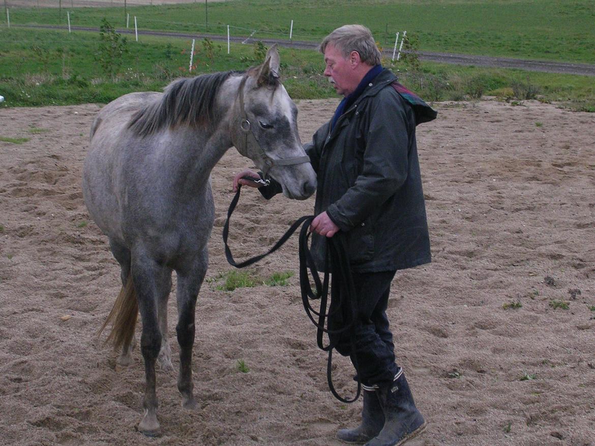 Arabisk fuldblod (OX) Shams Shamilah billede 4