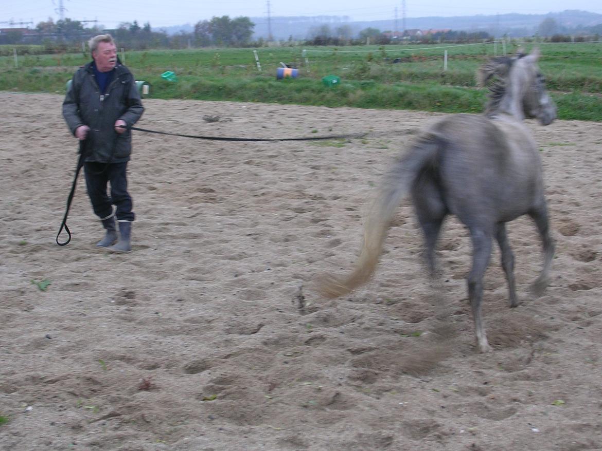 Arabisk fuldblod (OX) Shams Shamilah billede 5