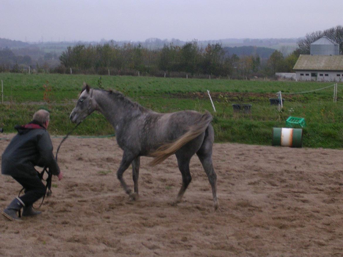 Arabisk fuldblod (OX) Shams Shamilah billede 6