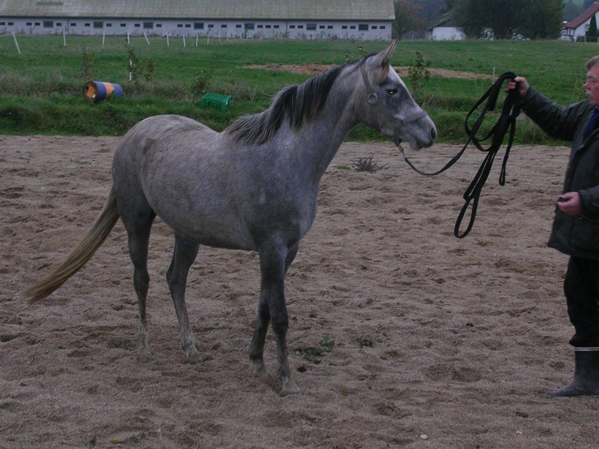 Arabisk fuldblod (OX) Shams Shamilah billede 7