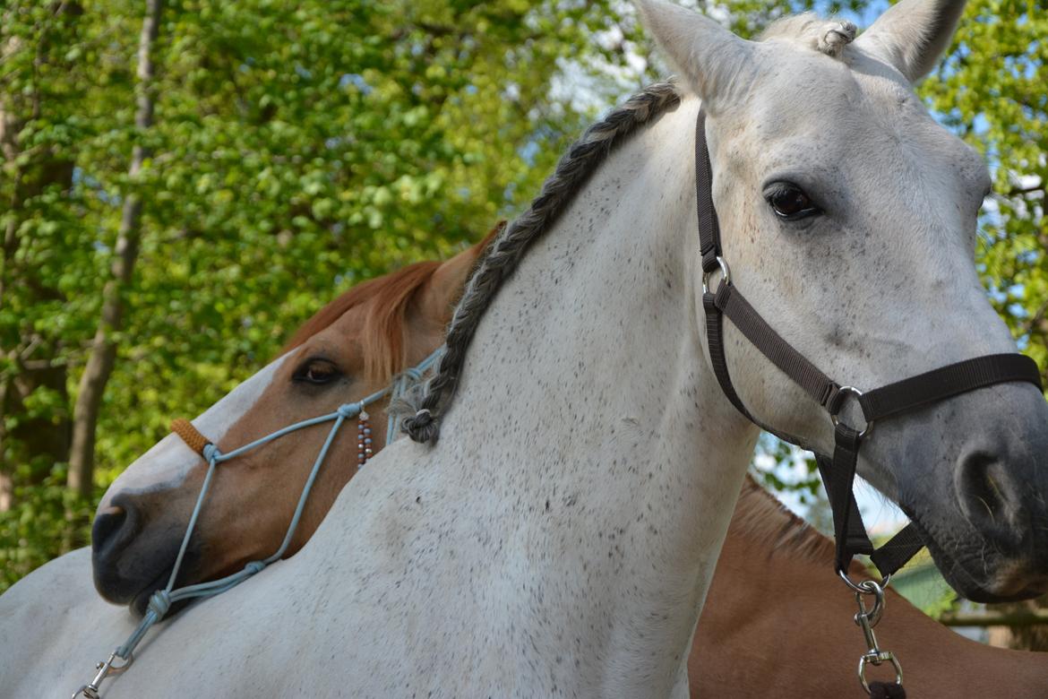 Pura Raza Española Chicuelo xx - fotomodel sammen med Armani<3 som lige falft i søvn på ryggen af chico:) billede 13