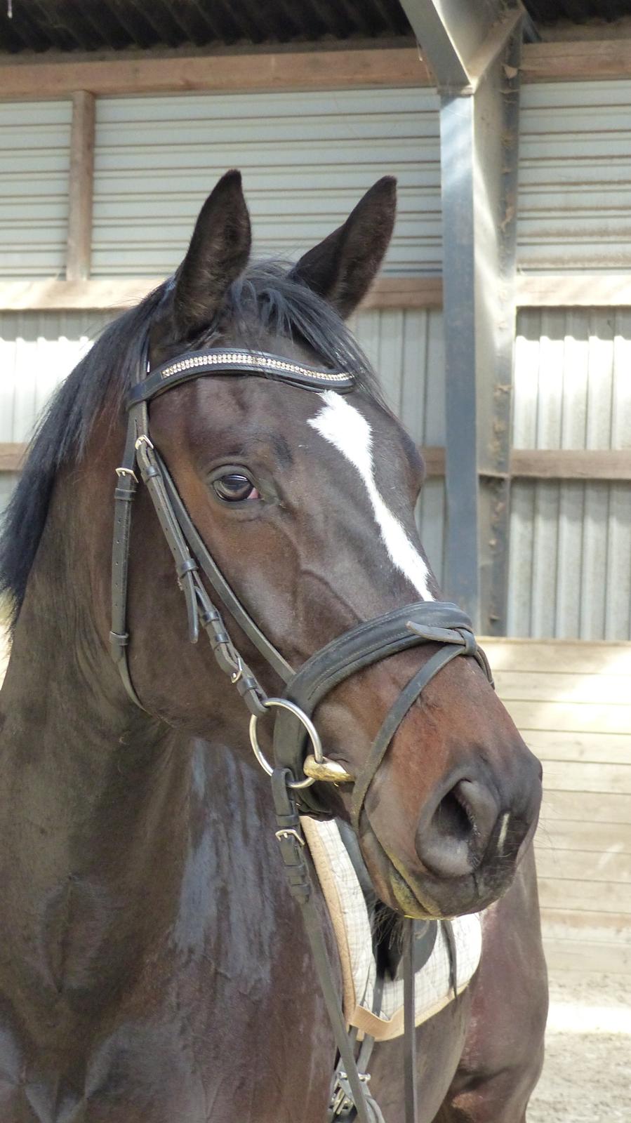 Trakehner Mardeleine - Mardeleine billeder fra tidligere ejer.  billede 3