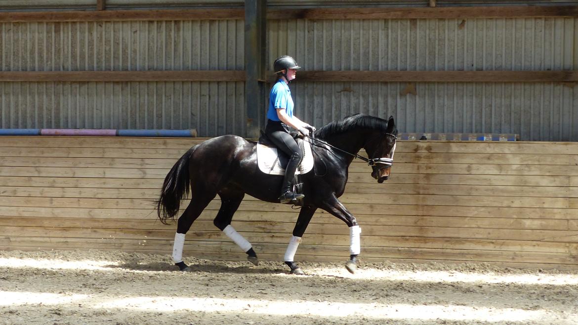 Trakehner Mardeleine - dressur ridebilleder er fra tidligere ejer  billede 4