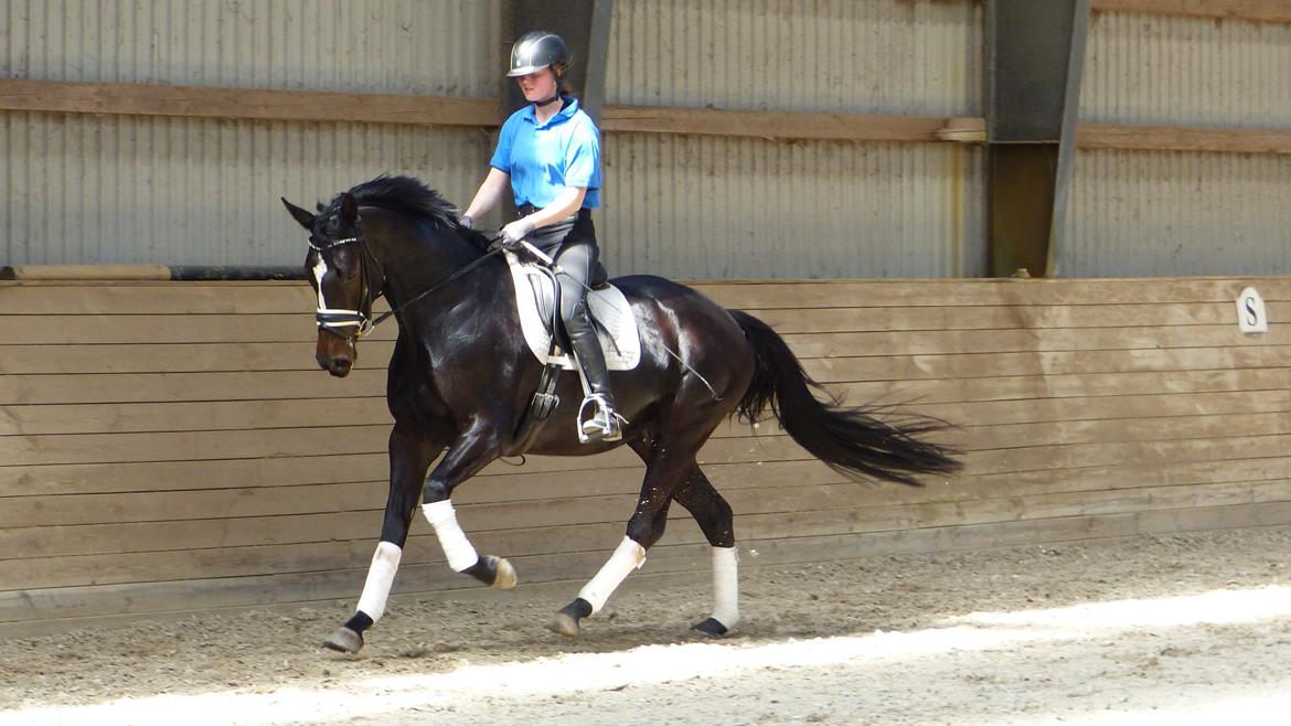 Trakehner Mardeleine billede 5