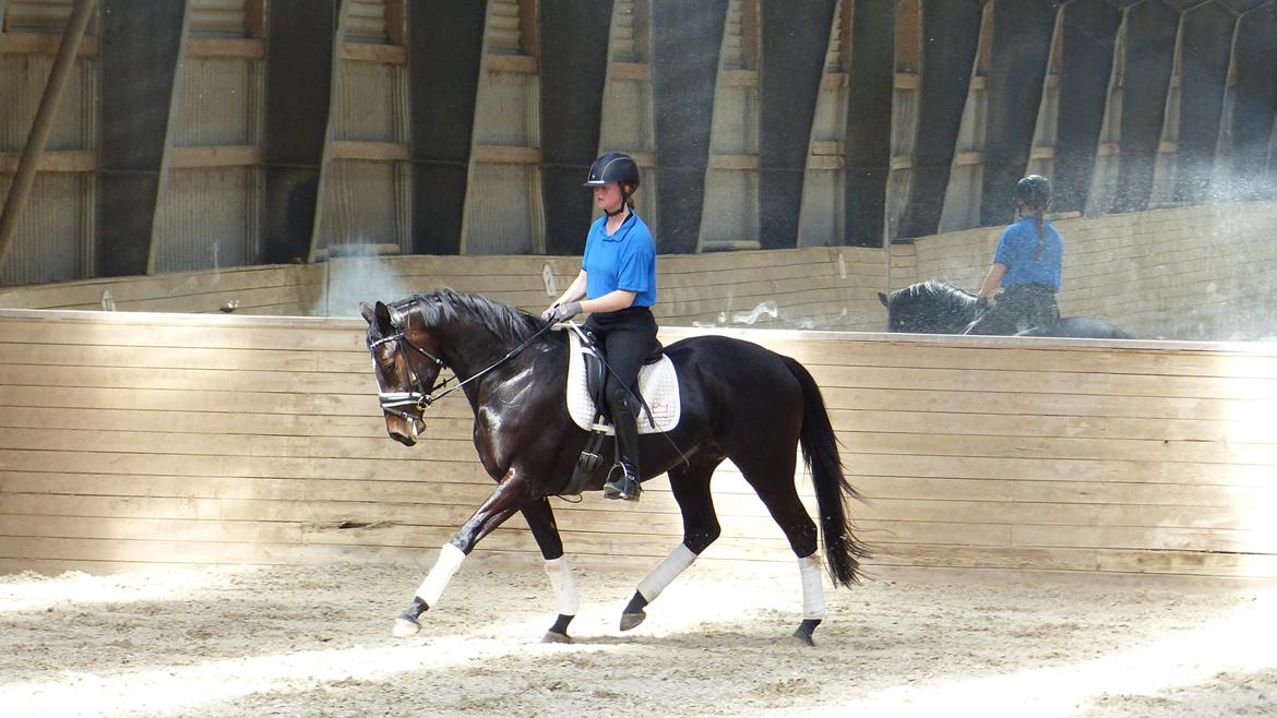 Trakehner Mardeleine billede 7