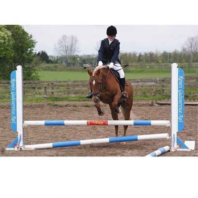 Tysk Sportspony Isabell billede 15