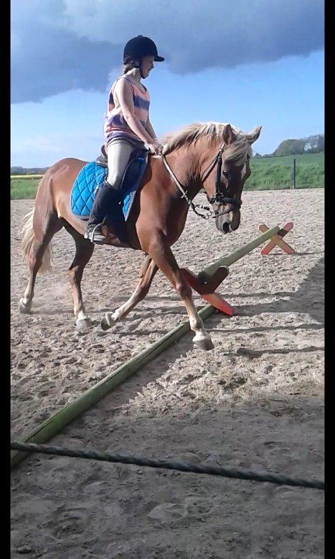 Tysk Sportspony Isabell billede 16