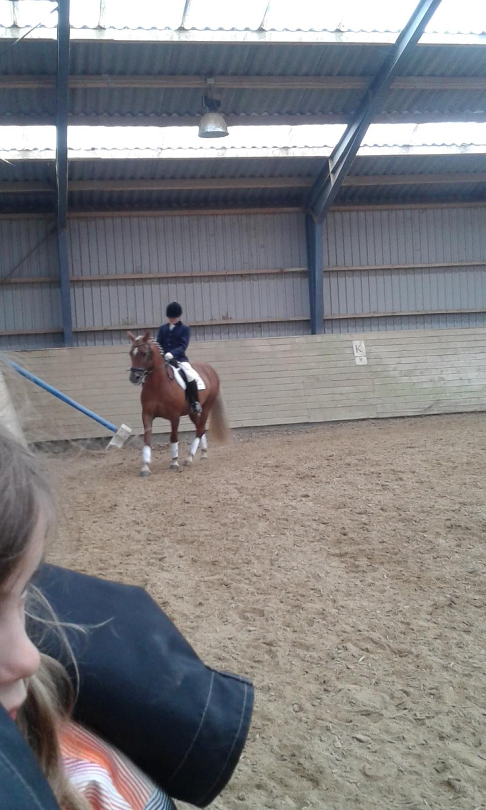 Tysk Sportspony Isabell billede 9