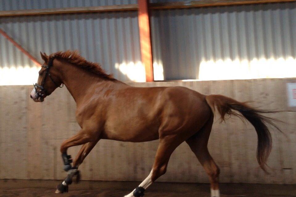 Dansk Varmblod Højvejs Madonna billede 7