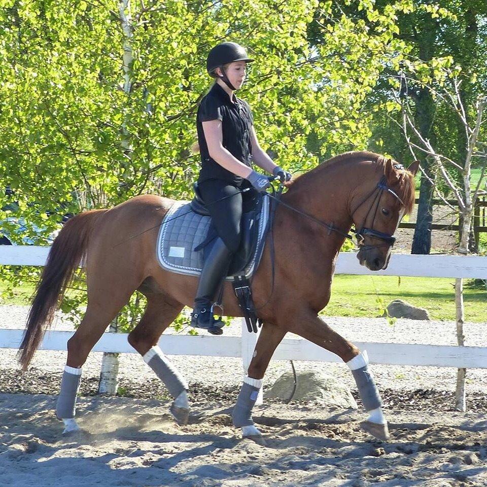 DSP Filur af Grønagergård *1/3 A-Pony* billede 1