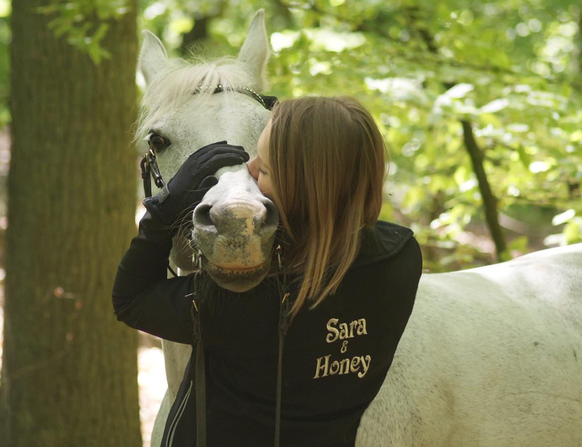 DSP Præstemarkens Mahogni |Honey| - Sara & Honey <3 billede 1