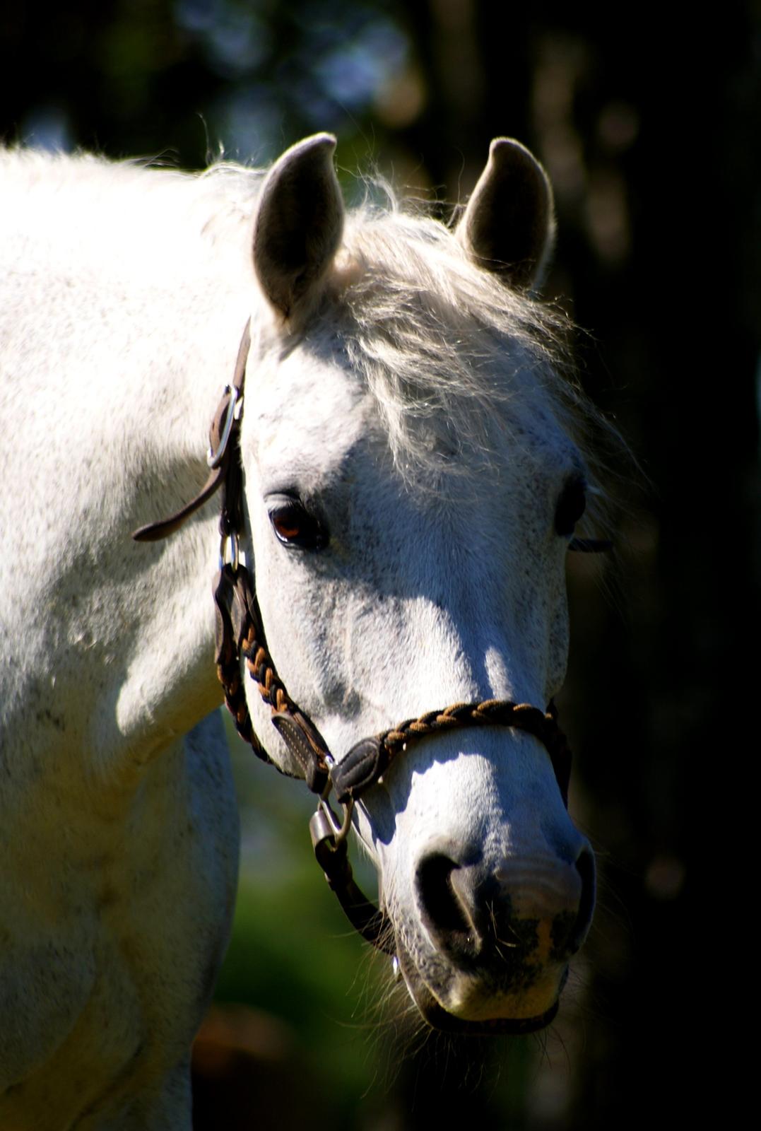 DSP Præstemarkens Mahogni |Honey| - Honey <3 billede 49