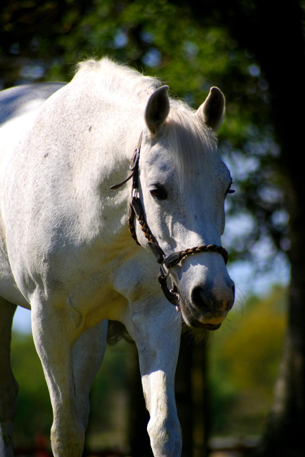 DSP Præstemarkens Mahogni |Honey| billede 34