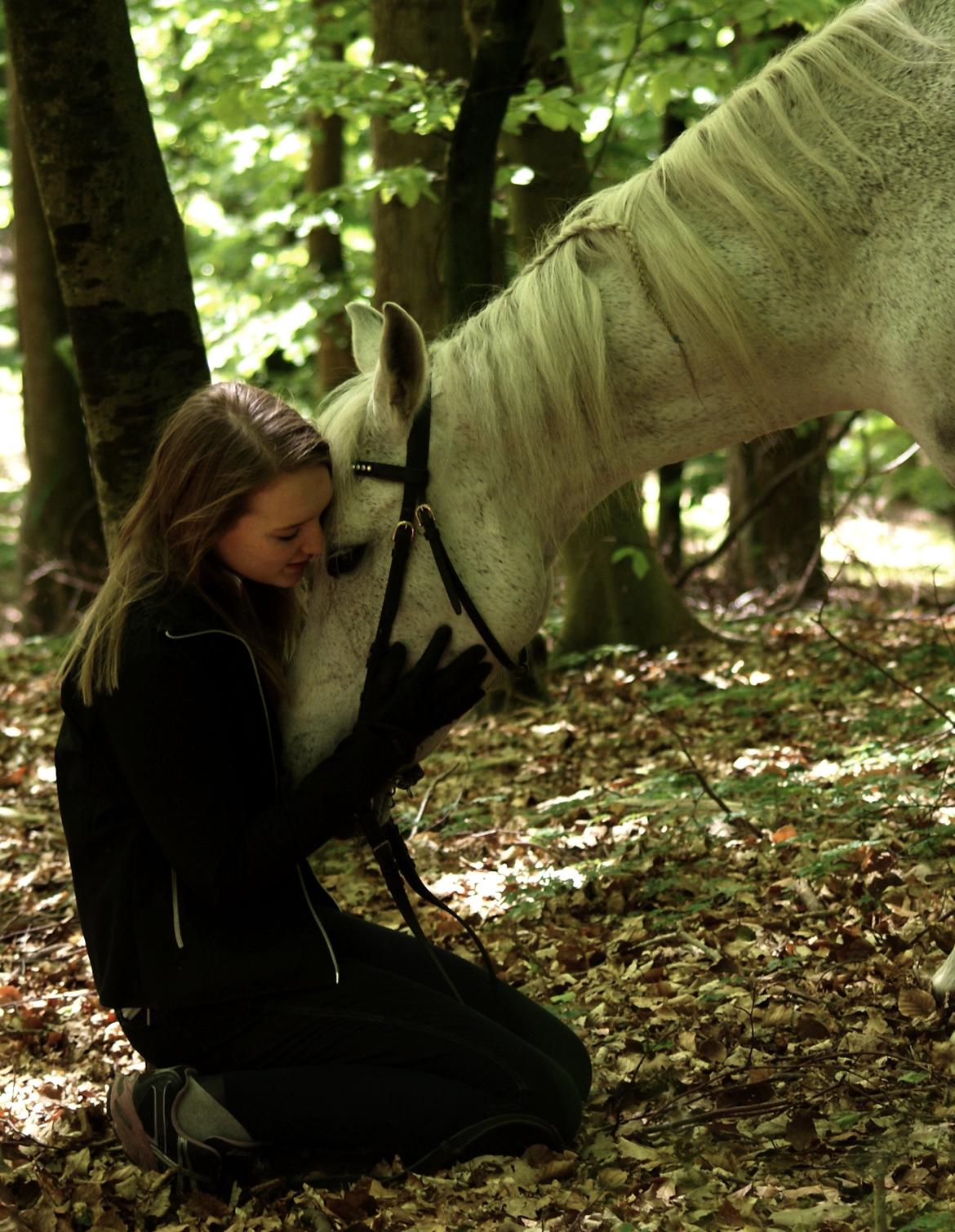 DSP Præstemarkens Mahogni |Honey| - Mit kæreste eje <3  billede 50