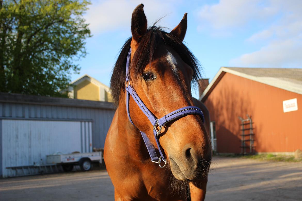 Anden særlig race Kit Kat (Stjerneponyen<3) -  Maj 2015 billede 25