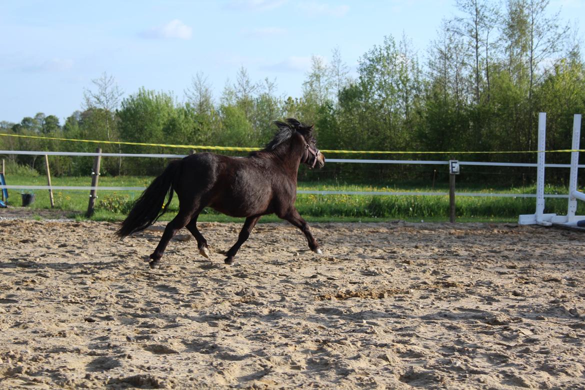 Belgisk Miniature Kogsbølle Pepsi Light billede 31