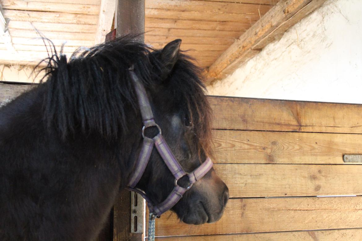 Belgisk Miniature Kogsbølle Pepsi Light billede 33