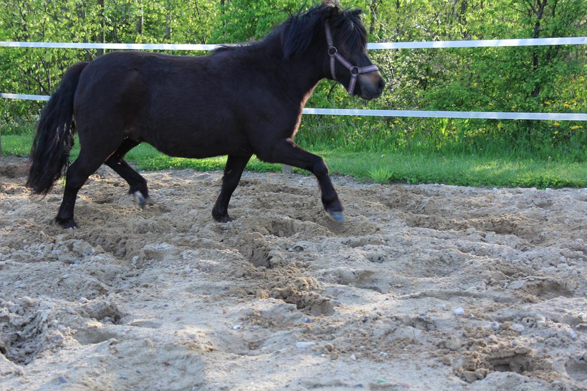 Belgisk Miniature Kogsbølle Pepsi Light billede 34