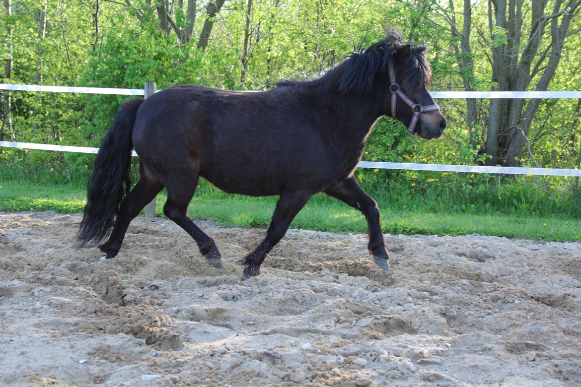 Belgisk Miniature Kogsbølle Pepsi Light billede 35