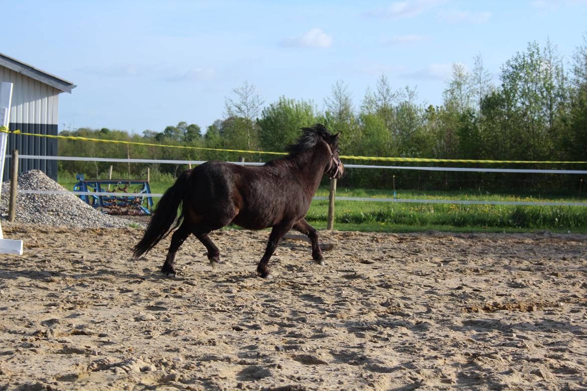 Belgisk Miniature Kogsbølle Pepsi Light billede 36