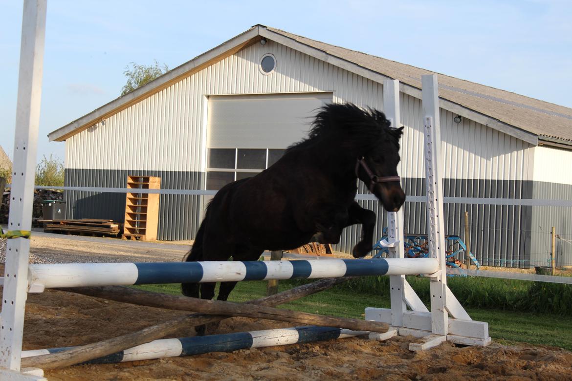 Belgisk Miniature Kogsbølle Pepsi Light billede 32