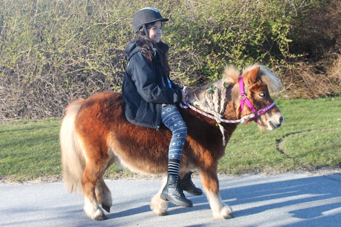 Shetlænder Donna - 03/04-15 Donna og Mille på tur. billede 16