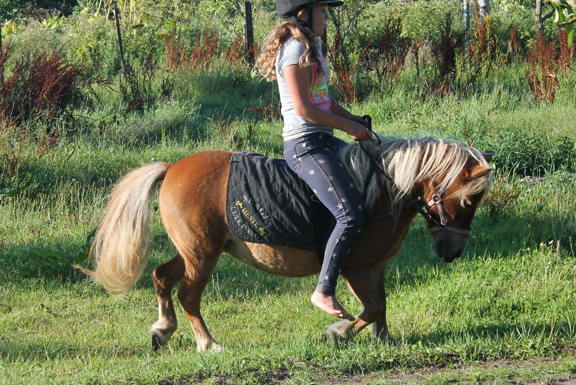 Shetlænder Donna - 09/08-13 Donna og hendes daværende parts sidste ridetur. billede 17