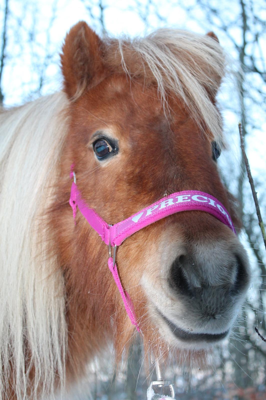 Shetlænder Donna - 25/01-15 billede 14