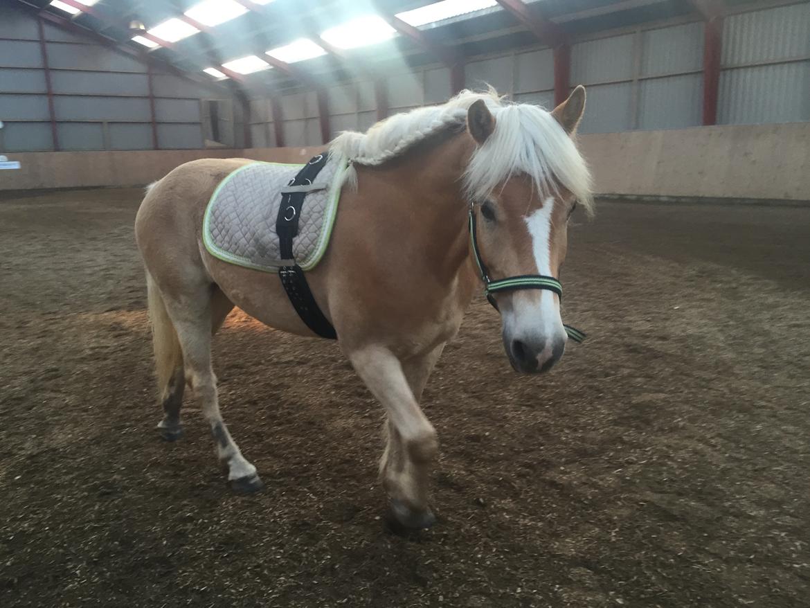 Tyroler Haflinger Nolle  billede 10