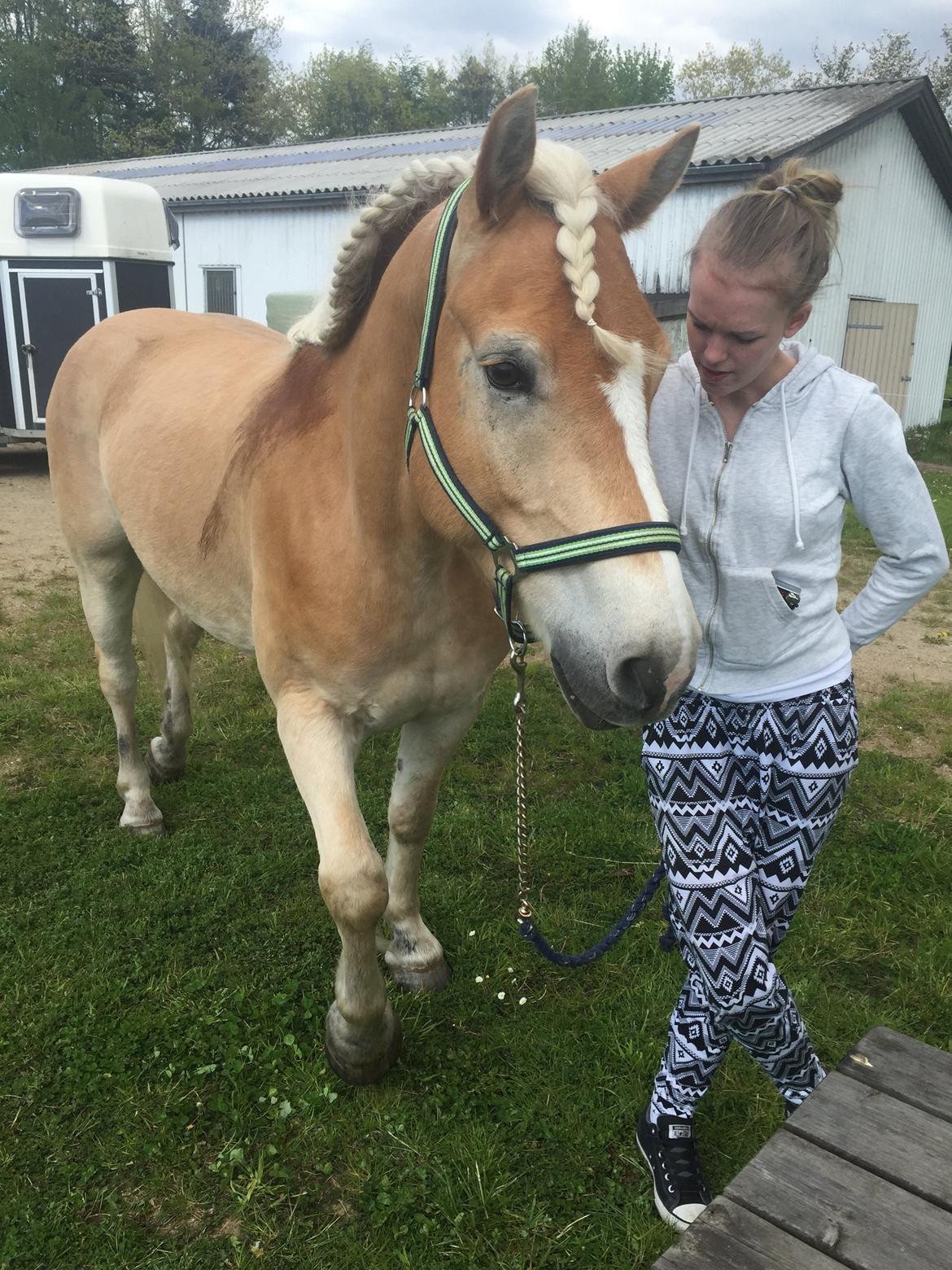 Tyroler Haflinger Nolle  billede 14