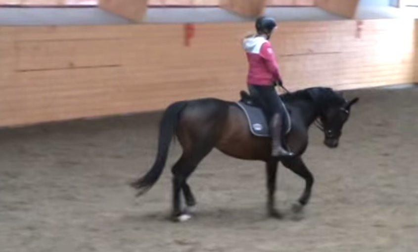 Dansk Varmblod Holmevangs Tess billede 19