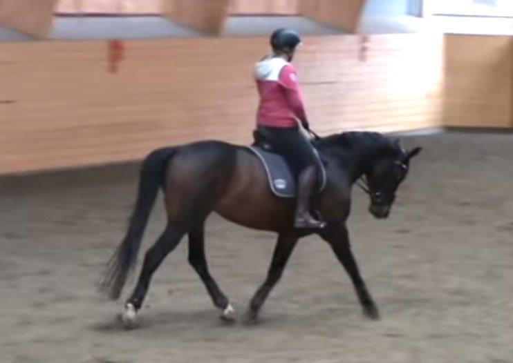 Dansk Varmblod Holmevangs Tess billede 20