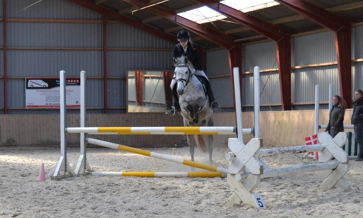 Connemara Hesselholts Wild Rose billede 13