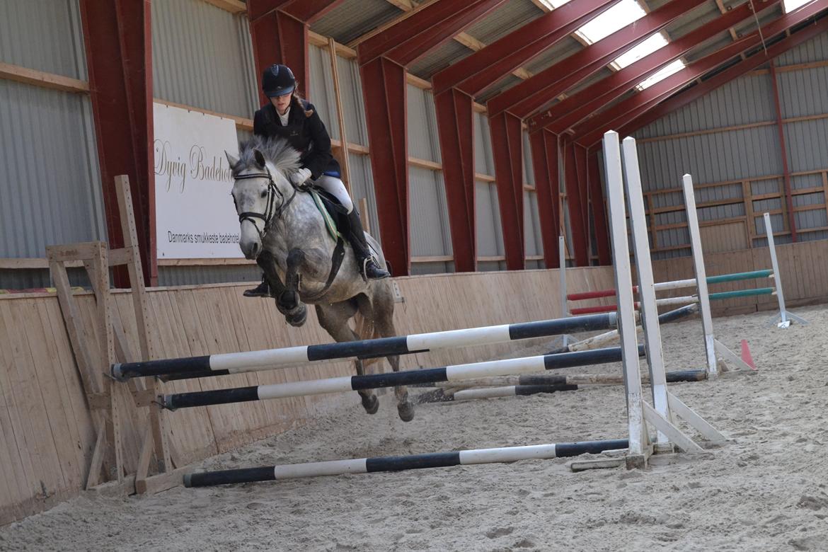 Connemara Hesselholts Wild Rose billede 20