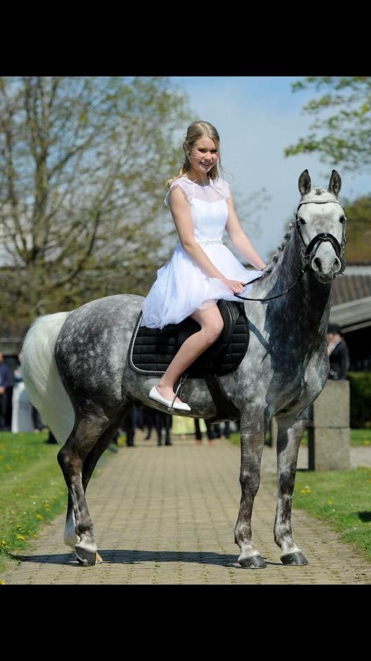 Tysk Sportspony Rebel - Fra min konfirmation 1/5 2015 billede 8