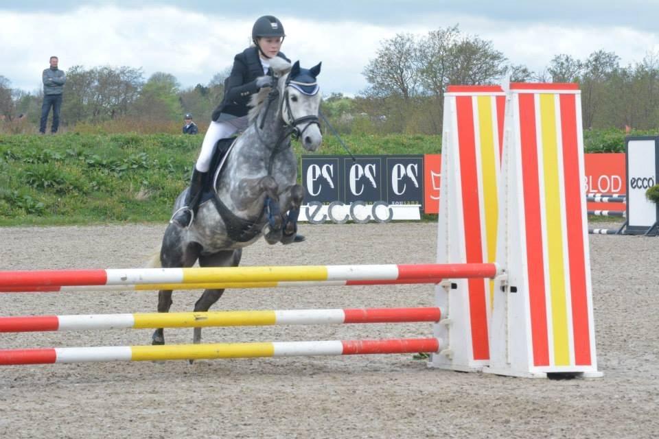 Tysk Sportspony Rebel - Fra Vilhemsborg søndag 11/5 2015. billede 2