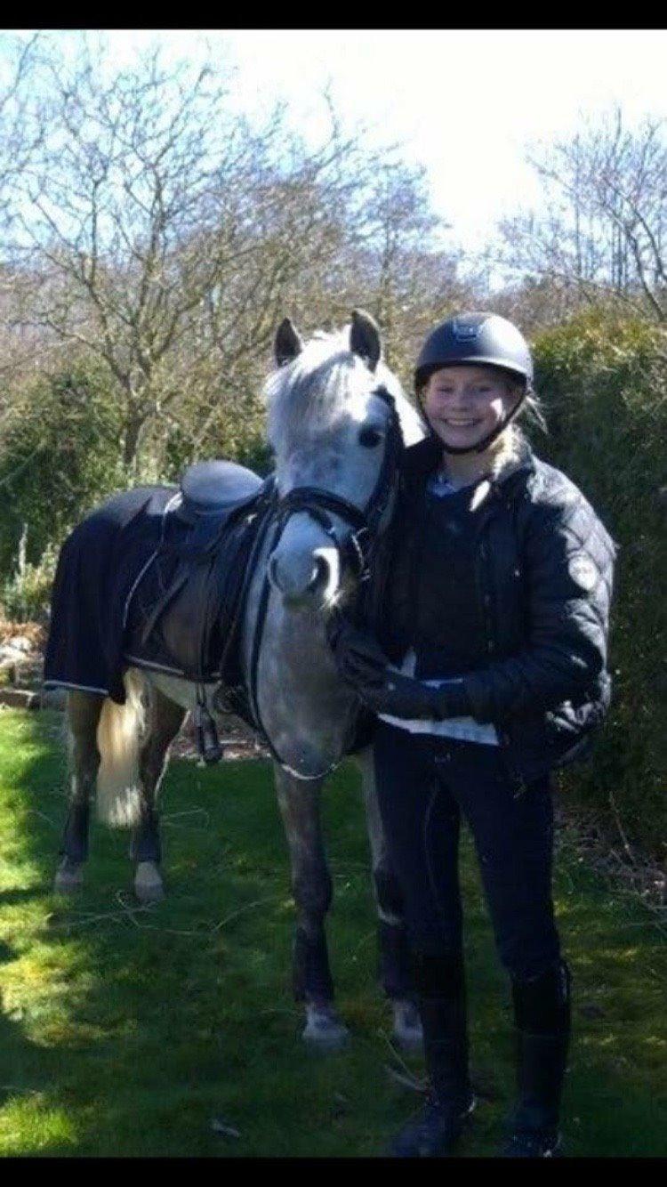 Tysk Sportspony Rebel - Belle<3 billede 6