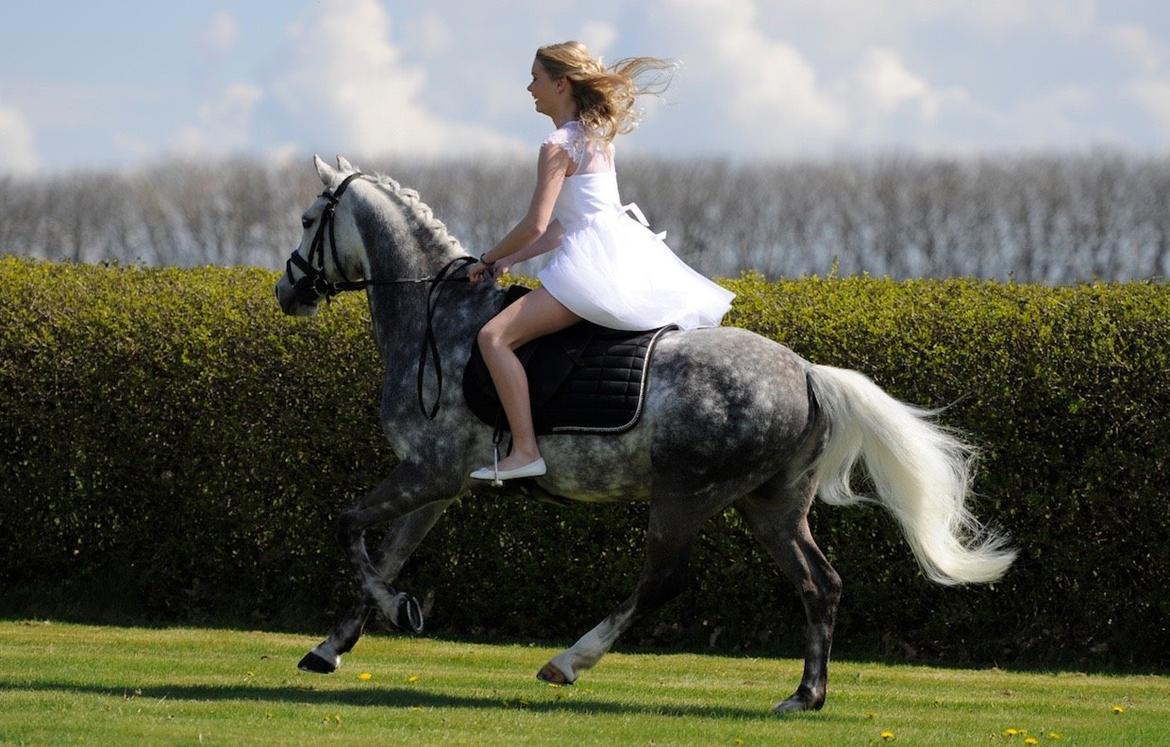 Tysk Sportspony Rebel - Os to mod resten af verden<3 billede 12