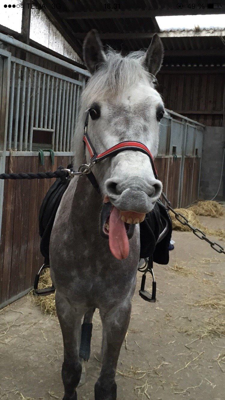 Tysk Sportspony Rebel - Han er vist lidt træt :P billede 7