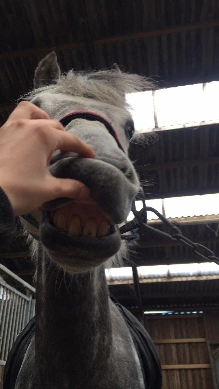 Tysk Sportspony Rebel - Griner :P billede 17