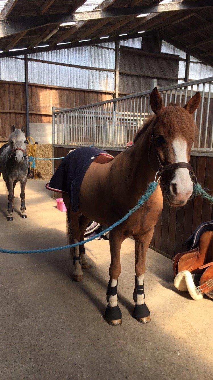 Tysk Sportspony Rebel - Pretty og Rebel, de er bedste venner.<3 billede 20