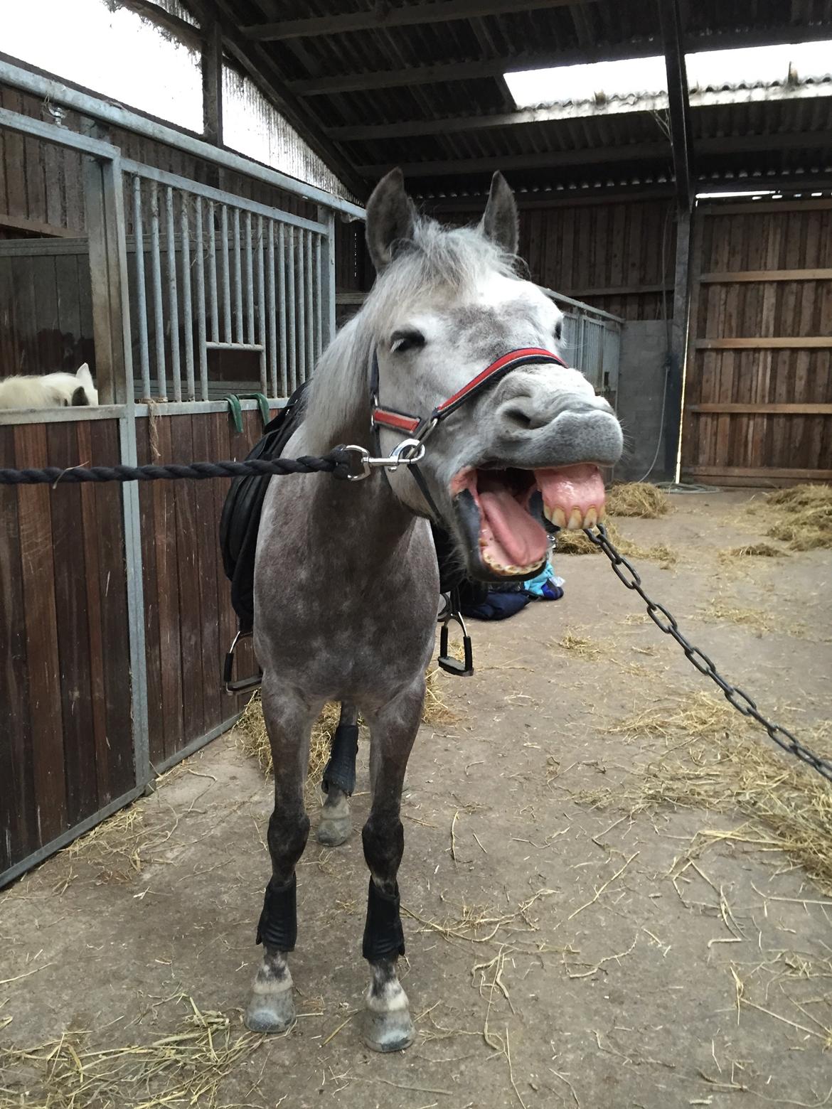 Tysk Sportspony Rebel - Gaaaaaaab :P billede 4