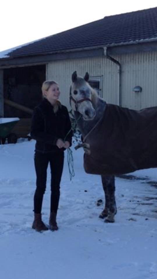 Tysk Sportspony Rebel - Den dag vi hentede ham <3 billede 19