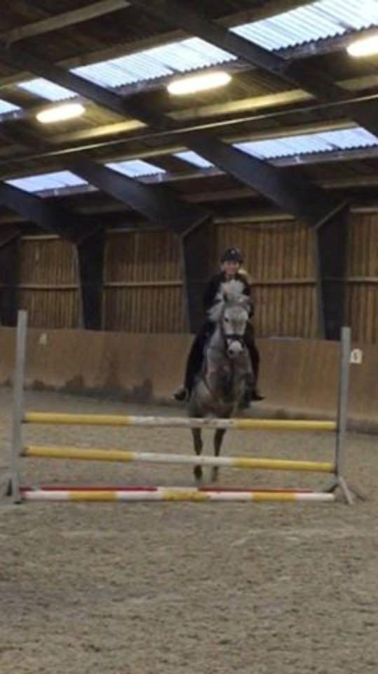 Tysk Sportspony Rebel - Spring cirka 85 cm <3 billede 11