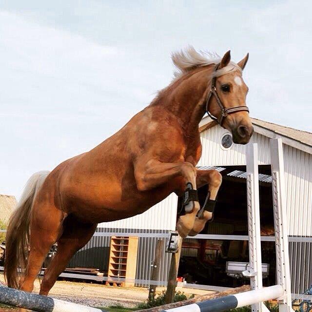 Palomino Hedegaards California Blue billede 26