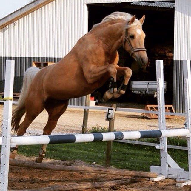 Palomino Hedegaards California Blue billede 24