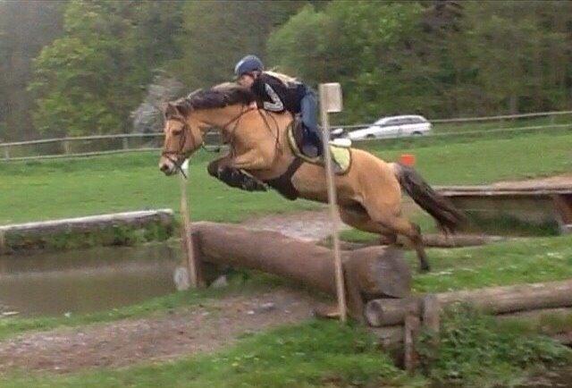 Anden særlig race Maude af mølleagergård - militarystævne i skanderborg billede 18