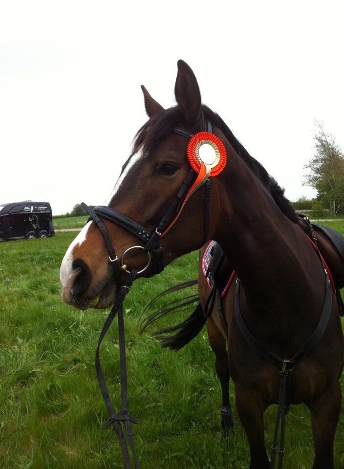 Dansk Varmblod Chansey Skovbo billede 20