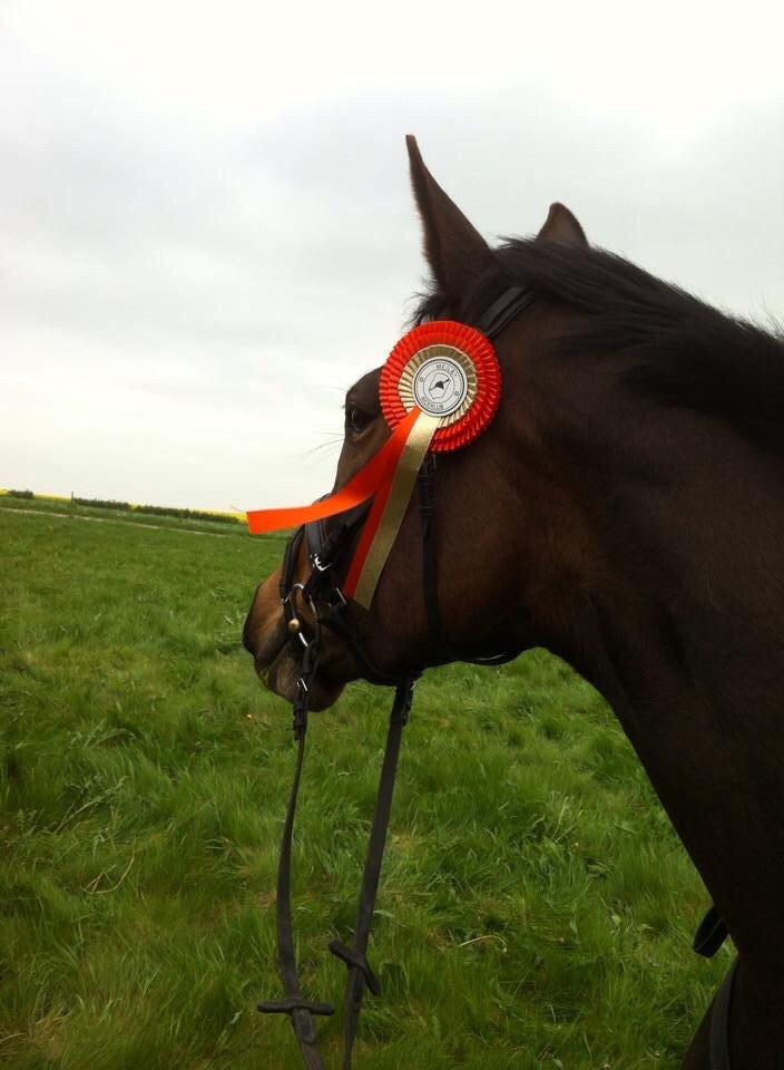 Dansk Varmblod Chansey Skovbo billede 18