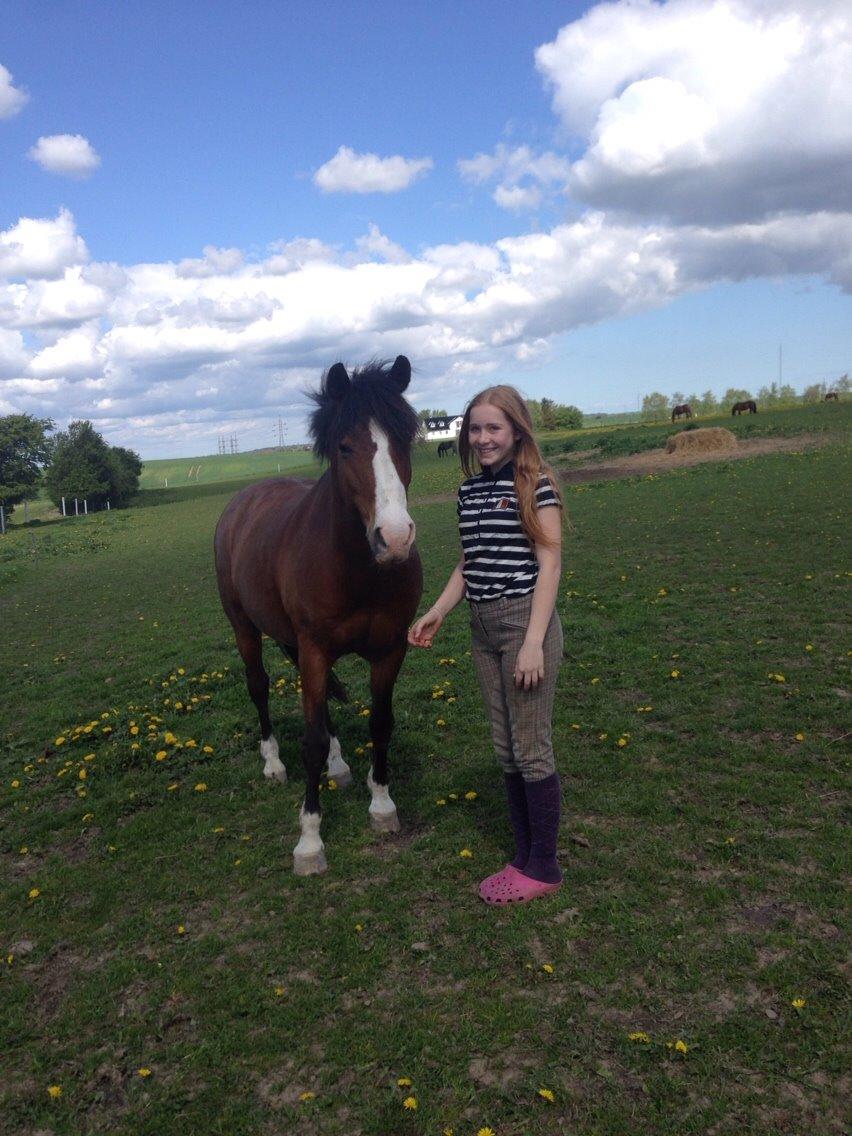 DSP Bæklunds Laredo billede 1